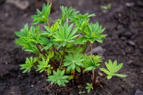 Lupine Seeds: Grow This Beautiful Wildflower in Your Own Garden - A-Z ...