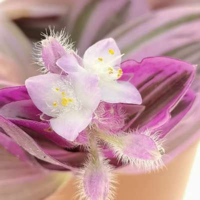 Tradescantia Albiflora Nanouk 5 5 Cm Commelinaceae Giromagi