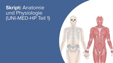 Skript Anatomie Und Physiologie Online Medizin Kurs