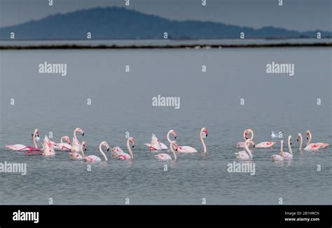 Birding In Greece Hi Res Stock Photography And Images Alamy