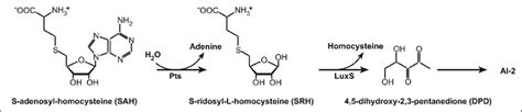 Synthesis Of Ai 2 Through The Pfs And Luxs Pathway Download