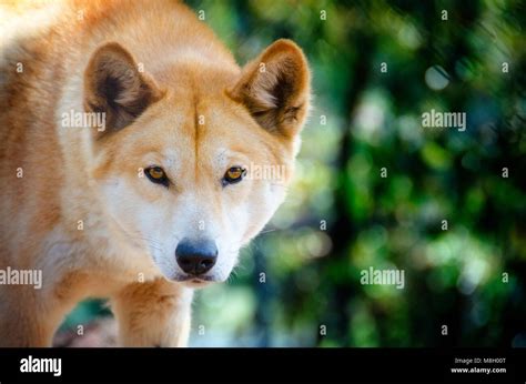 Portrait of Dingo (canis dingo) staring Stock Photo - Alamy