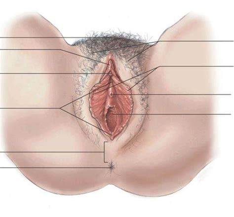 Female Anatomy Photos Porn