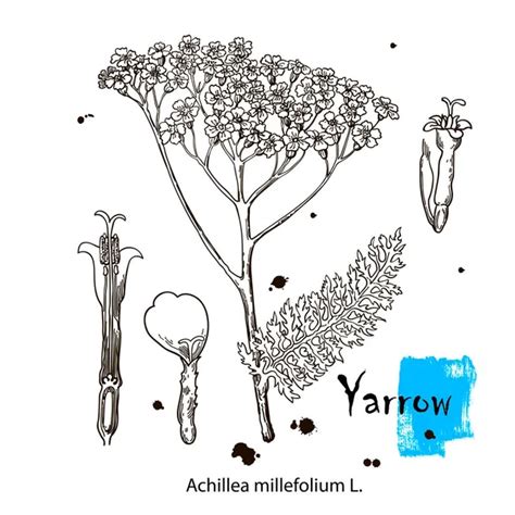 Yarrow Vector Planta Dibujada A Mano Ilustración De Plantas Botánicas Bosquejo De Planta