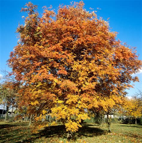 Sorbier : planter et cultiver – Ooreka