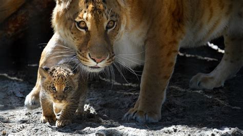 Cat Experts: Ligers and Other Designer Hybrids Pointless and Unethical