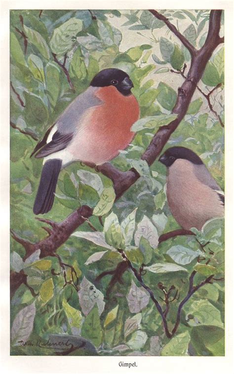 Bullfinch Original 1922 Bird Print Ornithology Finch Etsy Bird