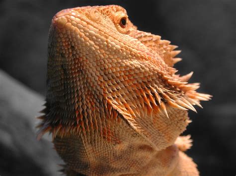 Pogona Vitticeps The Reptile Database