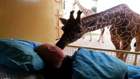 Heart-melting Moment When A Dying Zookeeper Gets Last Kiss From Giraffes! (With Video) - Godblazer