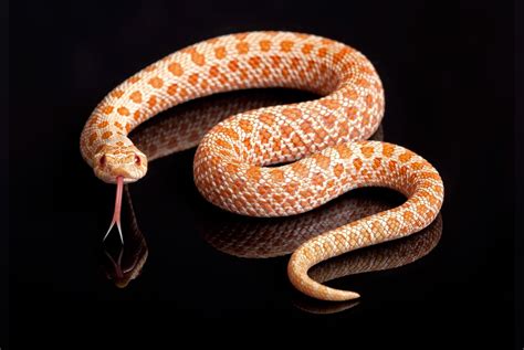 Top 5 Western Hognose Snake Morphs – BALL PYTHON BREEDER UK