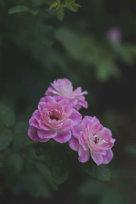 Download Moody Pink Roses Dark Background Wallpaper