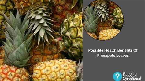 5 Possible Health Benefits Of Pineapple Leaves- Here Is What To Know ...