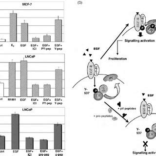 Effect Of Peptides Inhibiting ER AR Src Association On EGF Induced DNA