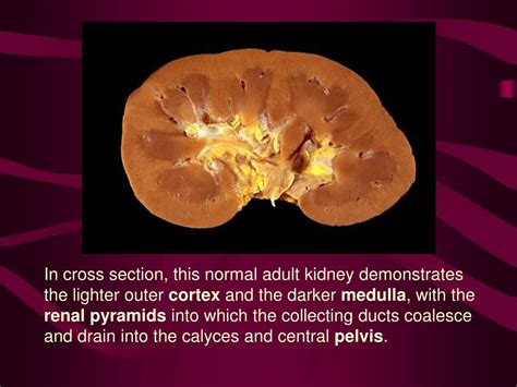 Ppt Urology Powerpoint Presentation Free Download Id 3969473