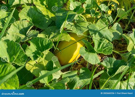 Harvesting Cucumber Suri. Timun Suri or Cucumber Fruit. Popular Fruit ...