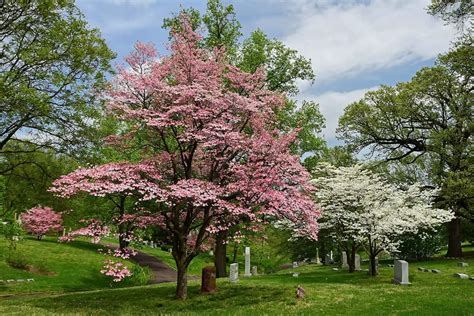 How Long Does A Dogwood Tree Last Plantglossary