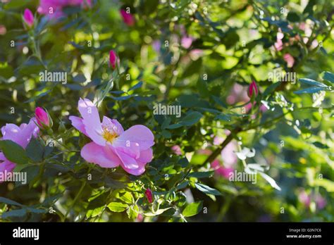 Rose garden at sunset Stock Photo - Alamy