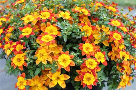 Биденс: посадка и уход в открытом грунте, выращивание из семян, фото