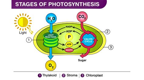 What Is The First Part Of Photosynthesis