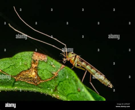 Female photograph of a male mosquito Stock Photo - Alamy