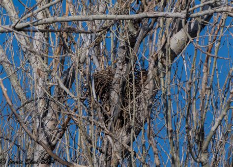 Cooper S Hawk Nest Ironekilz Flickr