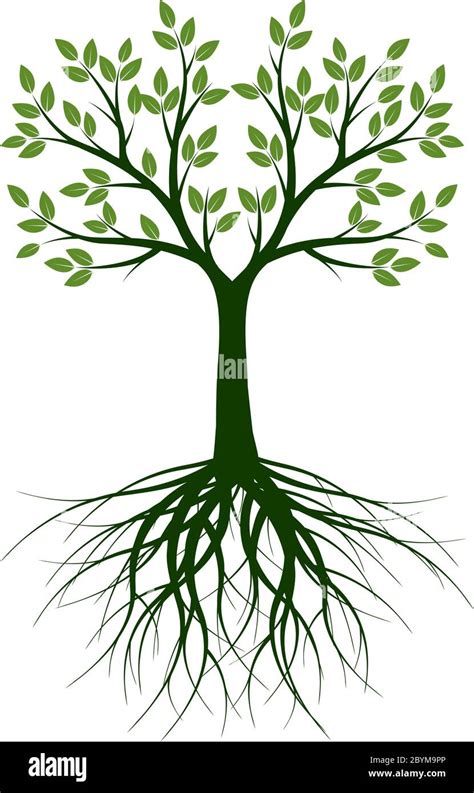 Green Spring Tree With Roots Vector Outline Illustration Plant In