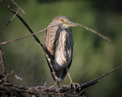 Black Crowned Night Heron Juvenile Koll Center Wetland Flickr