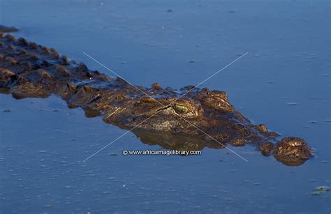 Photos and pictures of: Nile Crocodiles, Crocodylus niloticus, are ...