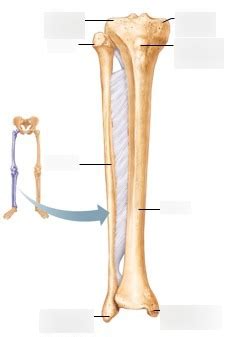 Tibia Fibula And Patella Diagram Quizlet