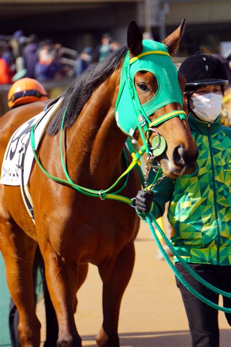 2月12日東京競馬4r4歳以上1勝クラススキャッターシードパドック 公式：黒澤ひかりのキラキラ日記～magic Kiss