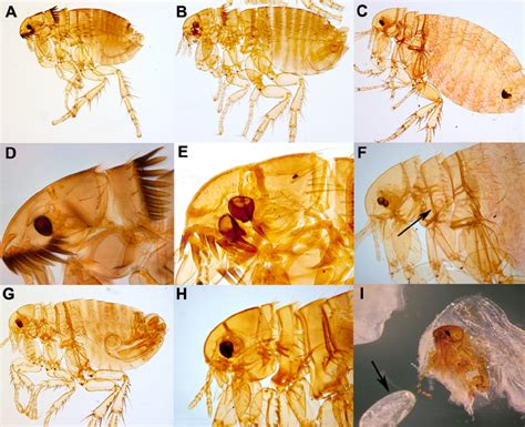 What do human fleas look like? | FleaScience