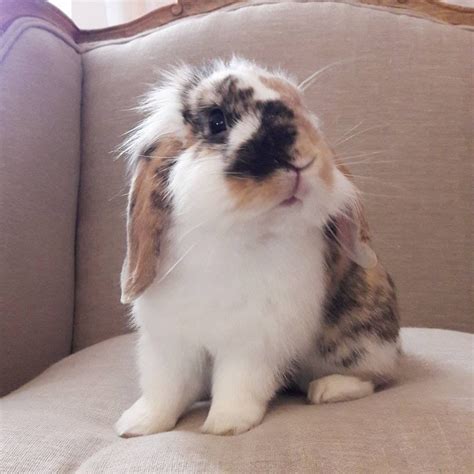 Pin By Lean Marie On Bunnieshares And Jack Rabbits Cute Animals