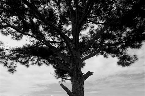 Contact – The life of Mary (the Dutchie)