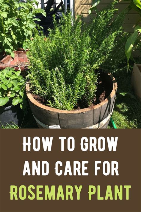 How to grow and care for rosemary plant – Artofit