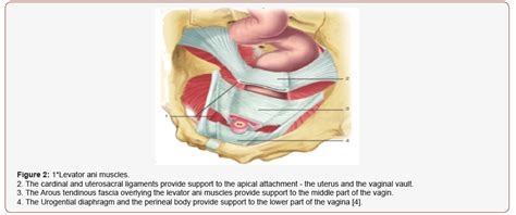 Cystocele Grading