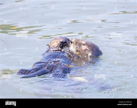 Sea otter mom and pup Stock Photo - Alamy