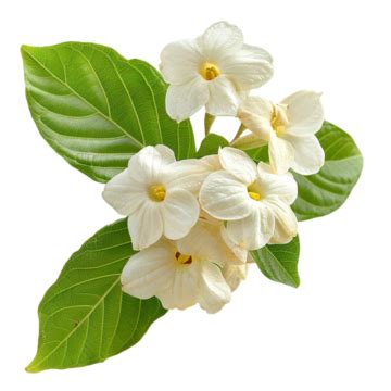 Sampaguita Flowers Isolated On White, Sampaguita, Flowers, Flower PNG ...