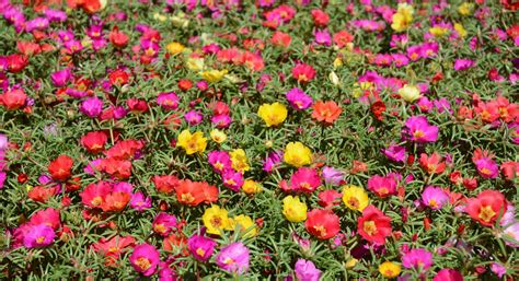 Portulaca Propriet Come Si Coltiva E Ricette Ohga