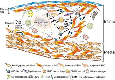 Frontiers Vascular Smooth Muscle Cells Contribute To Atherosclerosis