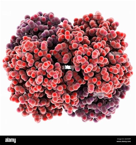 Bacterial Ribosome Molecular Model Of A 30s Small Ribosomal Sub Unit