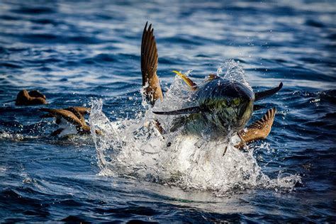 A Better Way To Fish For Yellowfin Tuna In The Philippines Magazine