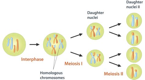 Meiosis Ck 12 Foundation