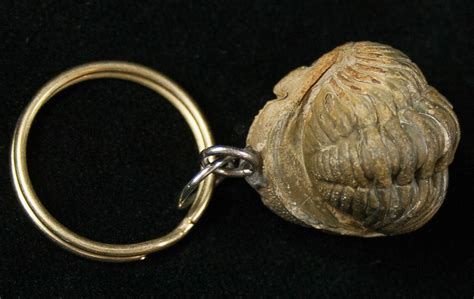 Real Phacops Trilobite Keychain For Sale Fossilera