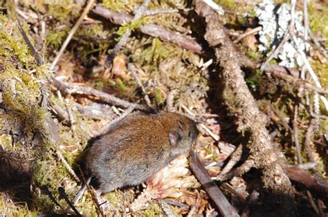 Southern Red Backed Vole First State NHP Mammals INaturalist