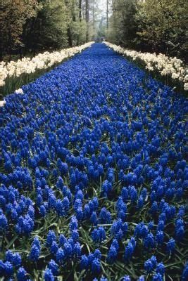 Planting Hyacinth Bulbs Outdoors