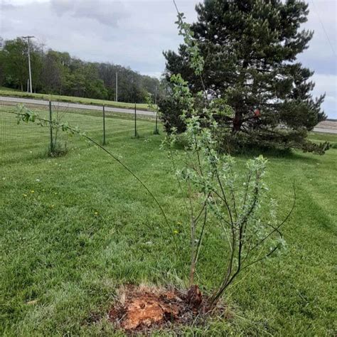 Pussy Willow Salix Discolor Longevity Diseases Nativity Petals