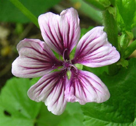 Seedville 20 Zebra Mallow Flower Seeds Pale Pink Magenta Stripes