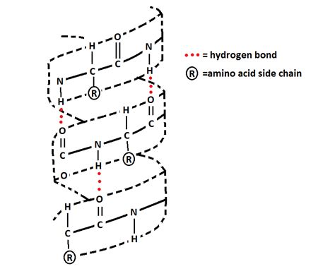 23 2d Representation Of The Structure Of A Typical Alpha Helix While