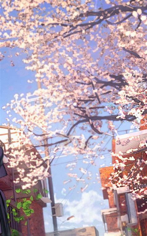 sakura tree anime wallpaper 2