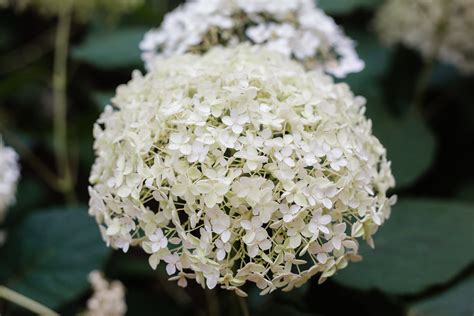 Blue Hydrangea Flower · Free Stock Photo